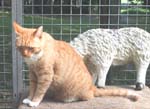 4Tiger